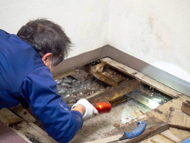 Best Mold Damage Repair  in Mesa, AZ