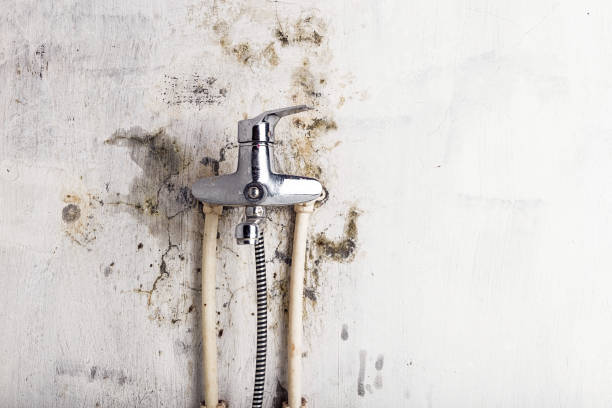 Best Emergency Mold Removal  in Mesa, AZ
