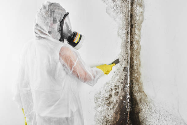 Best Certified Mold Removal  in Mesa, AZ