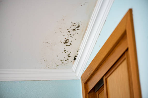 Crawl Space Mold Removal in Mesa, AZ