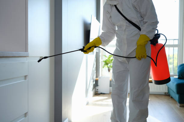 Home Mold Removal