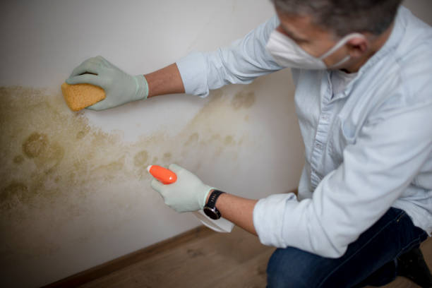 Best Professional Mold Removal  in Mesa, AZ