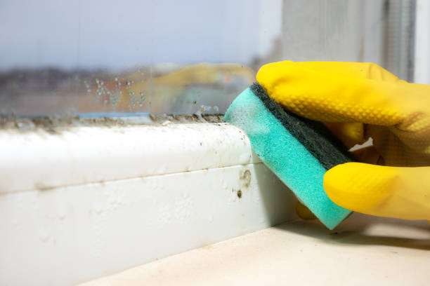 Professional Mold Removal in Mesa, AZ