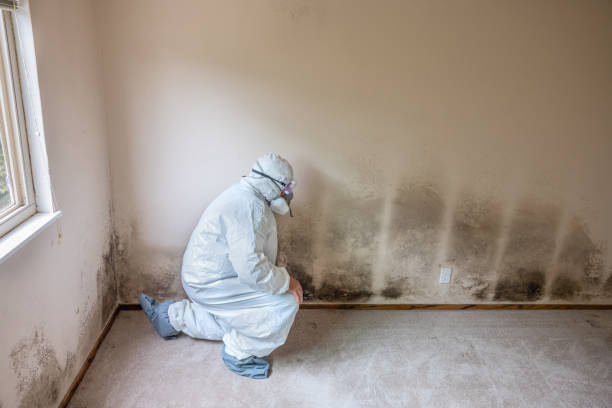 Professional Mold Removal in Mesa, AZ